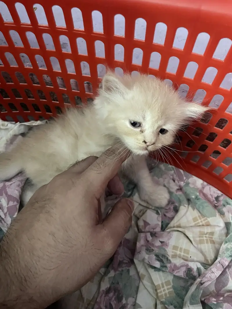 3 persian kitten available — photo 2