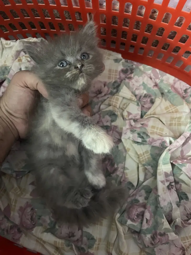 3 persian kitten available — photo 3