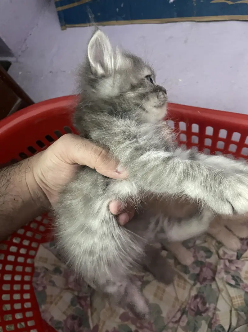 3 persian kitten available — photo 4
