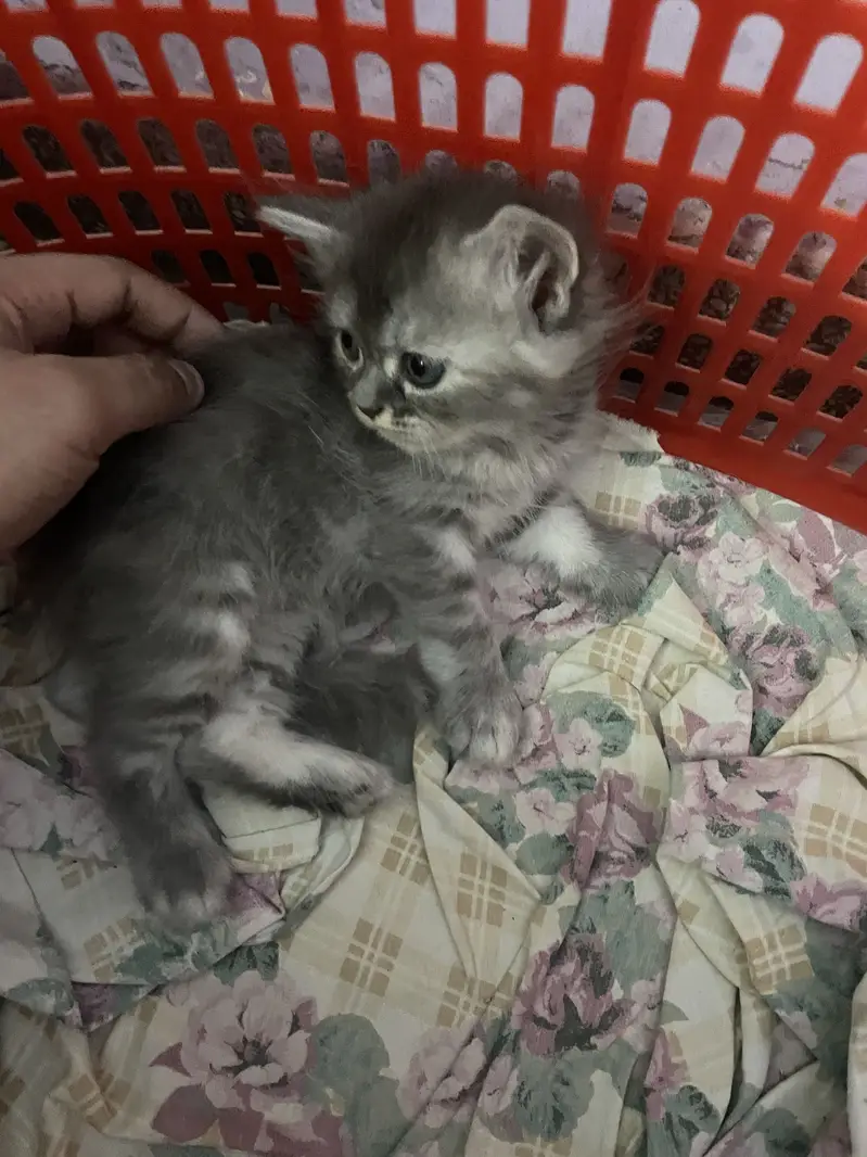 3 persian kitten available — photo 5