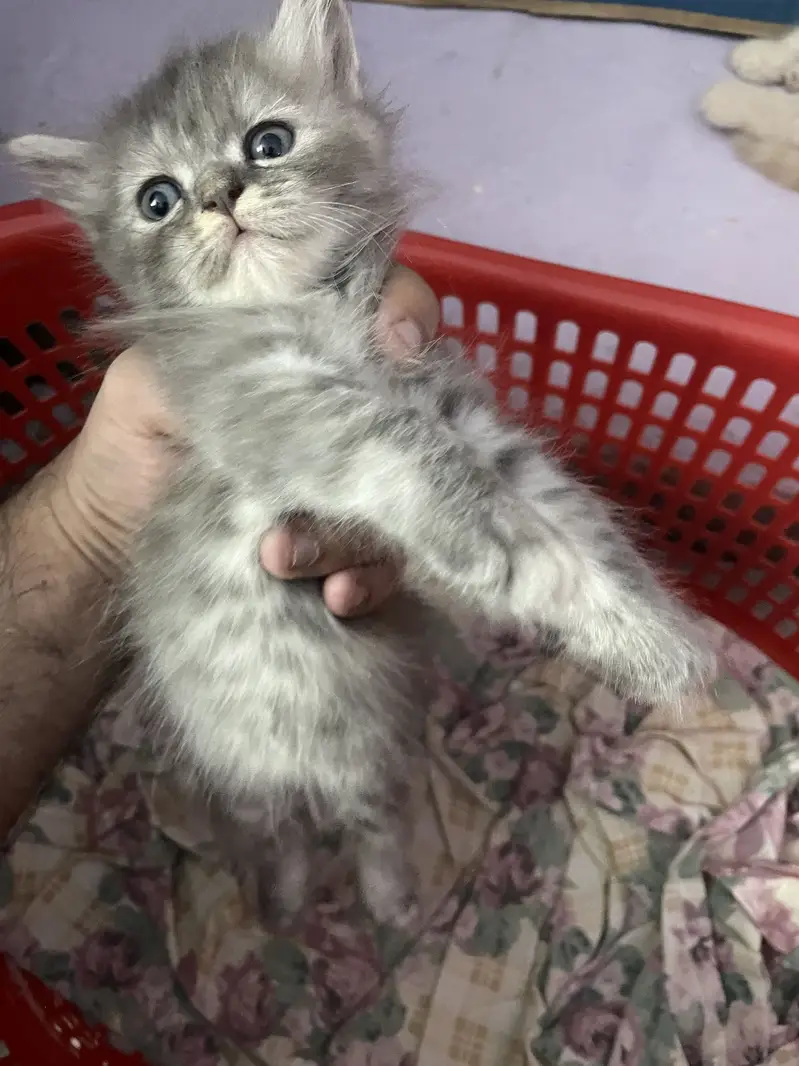 3 persian kitten available — photo 6