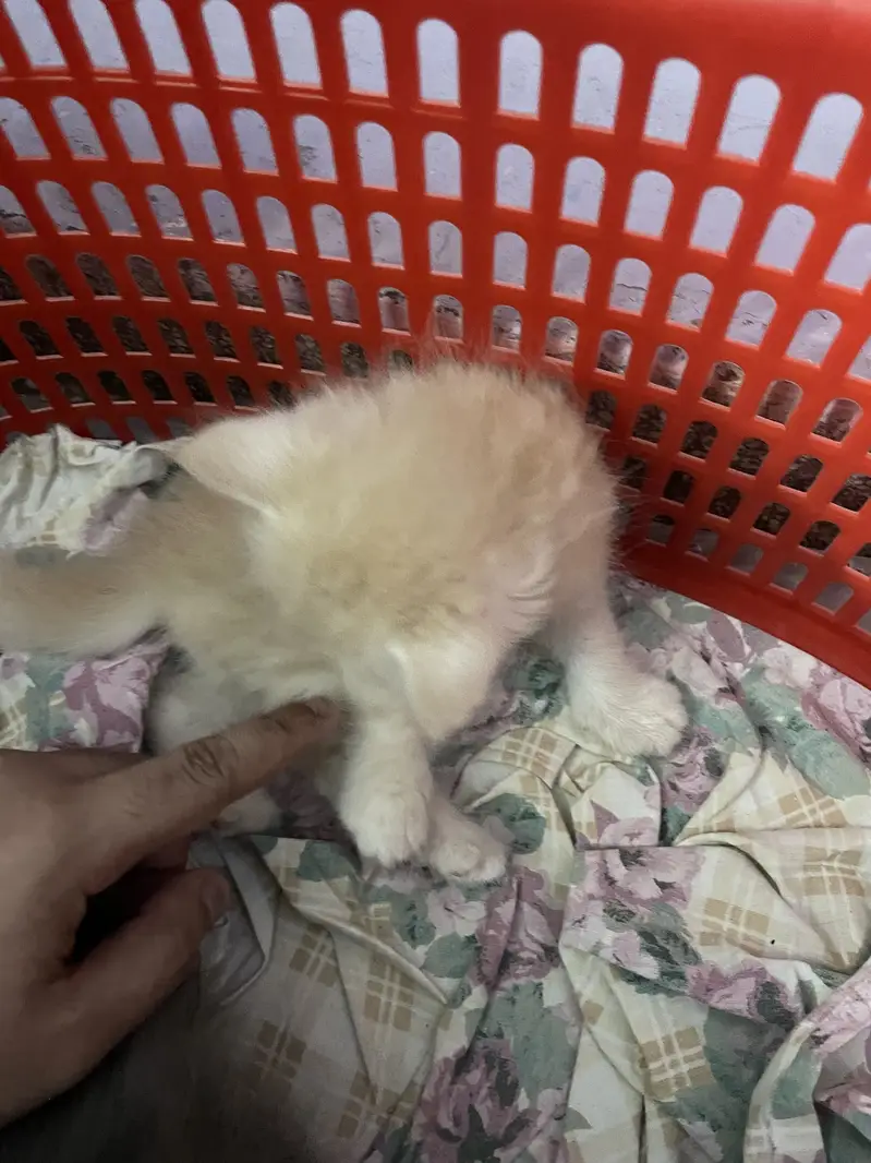 3 persian kitten available — photo 7