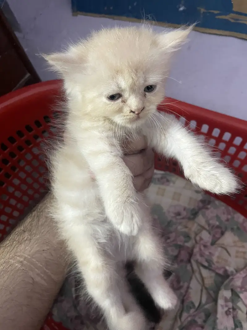 3 persian kitten available — photo 8
