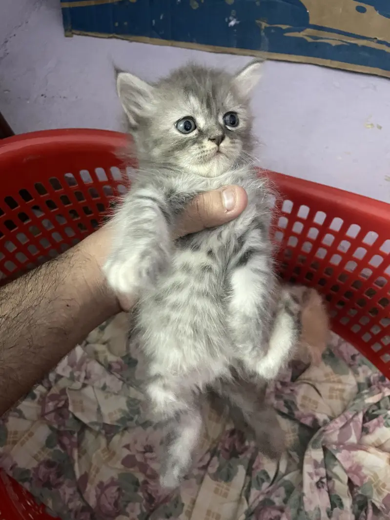3 persian kitten available — photo 9
