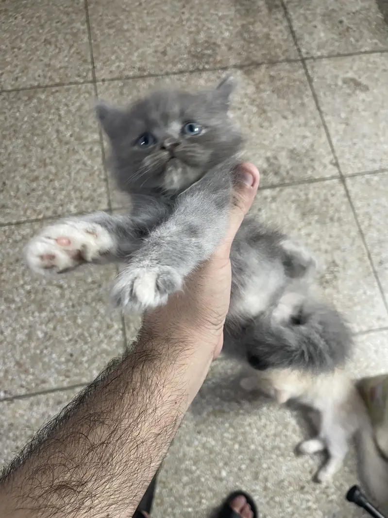 3 persian kitten available — photo 10