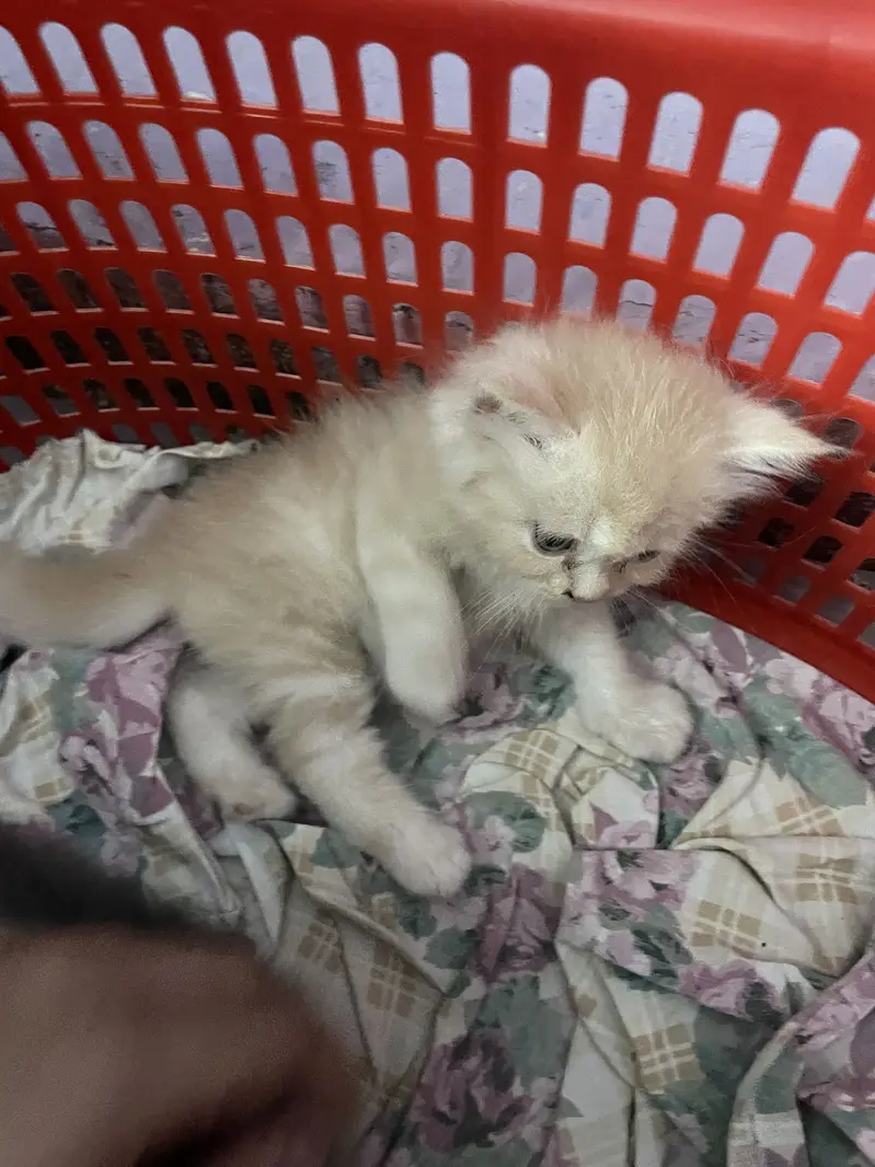 3 persian kitten available — photo 11