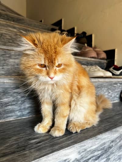 Vaccinated cat