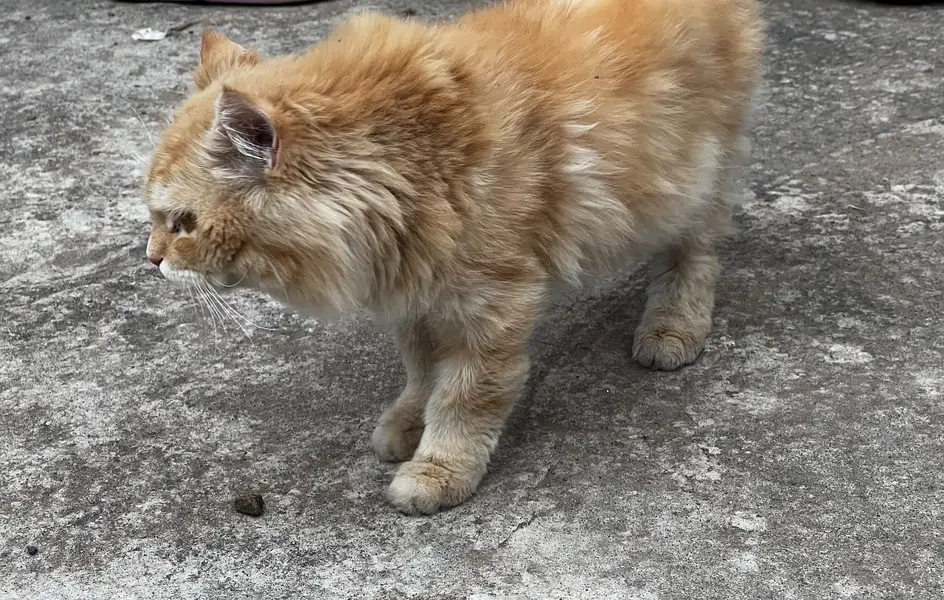 Vaccinated cat — photo 2