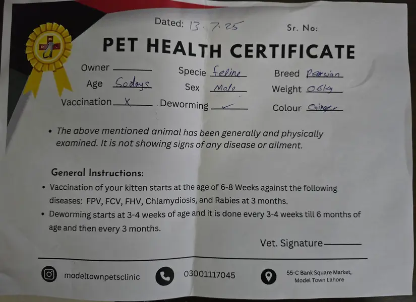 Vaccinated cat — photo 3