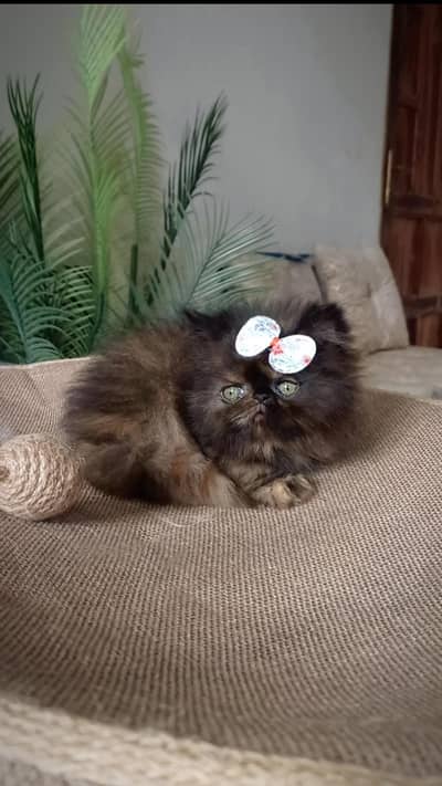 persian kittens Top Quality