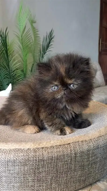 persian kittens Top Quality — photo 2