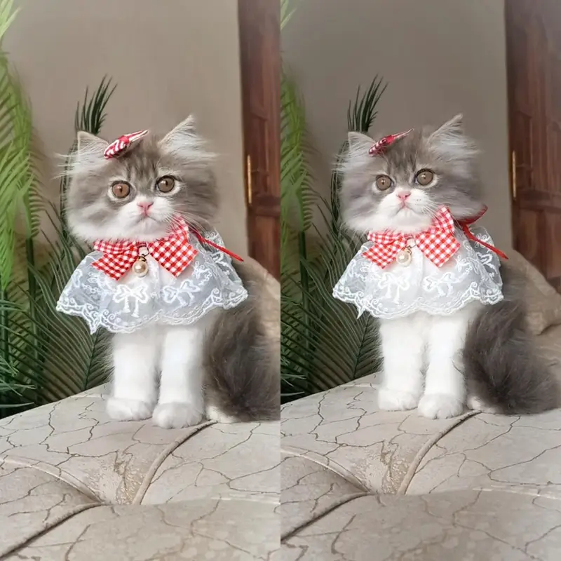 persian kittens Top Quality — photo 3