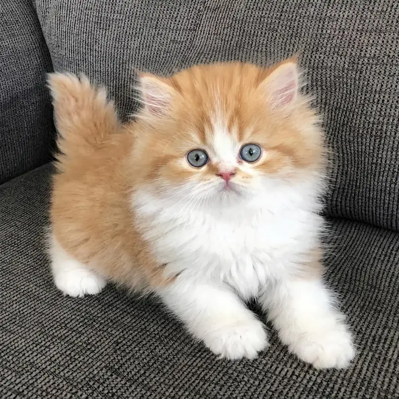 persian kittens Top Quality — photo 5