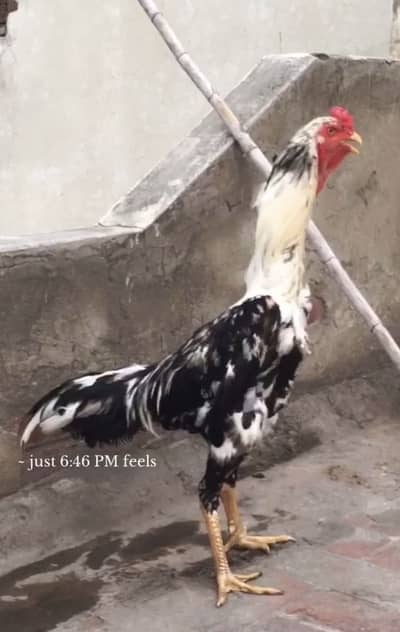 Oh shamo breed  hamid bhatti blood line Full young patha