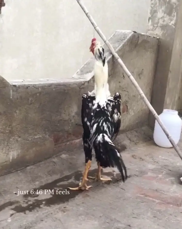 Oh shamo breed  hamid bhatti blood line Full young patha — photo 2