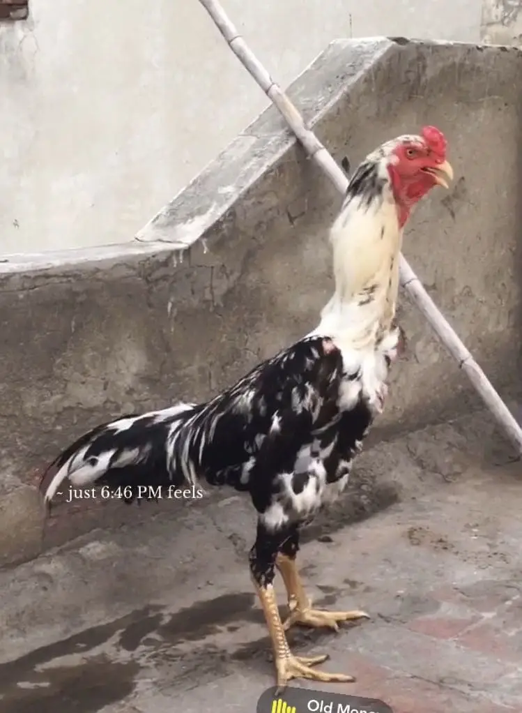 Oh shamo breed  hamid bhatti blood line Full young patha — photo 3