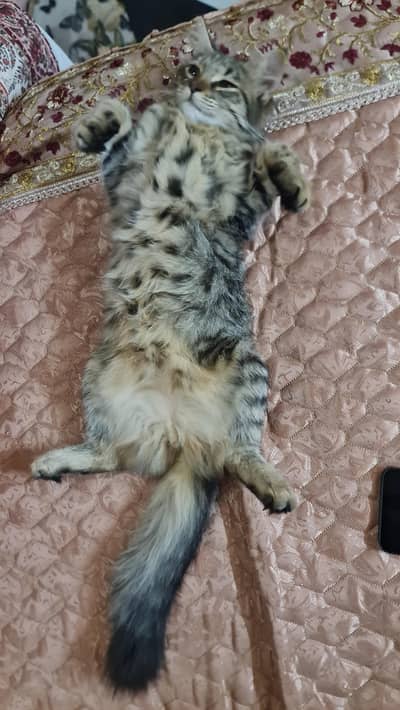 persian Cat