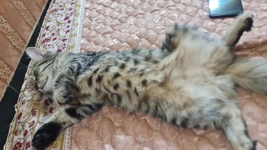 persian Cat — photo 3