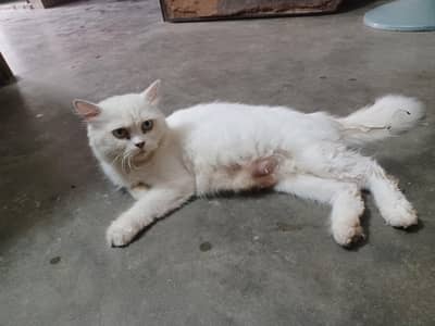 Parcheon cat