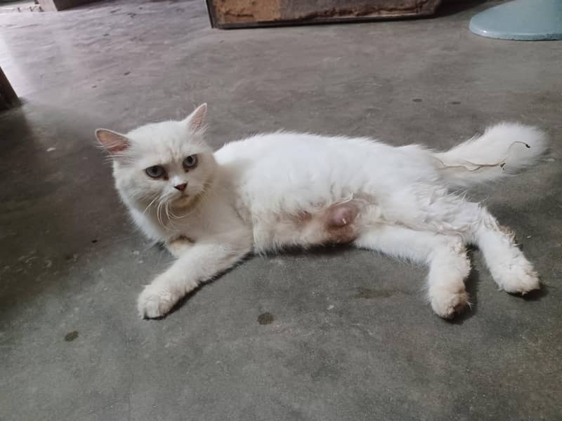 Parcheon cat 0