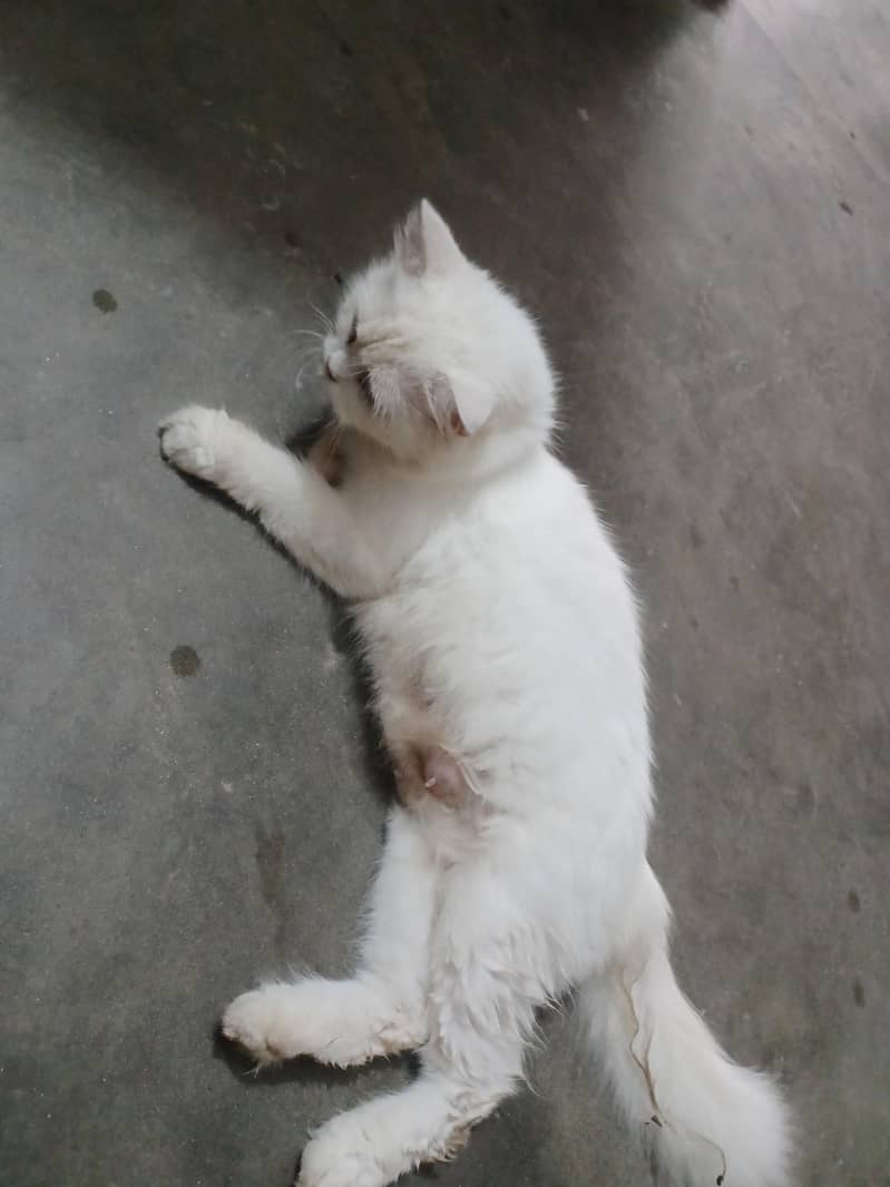 Parcheon cat 1