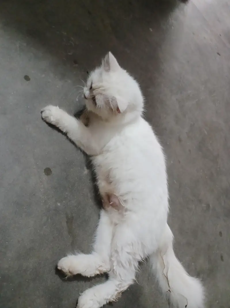 Parcheon cat — photo 2