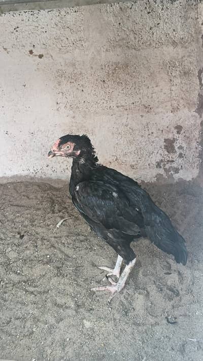 Aseel mushkil madi for sale