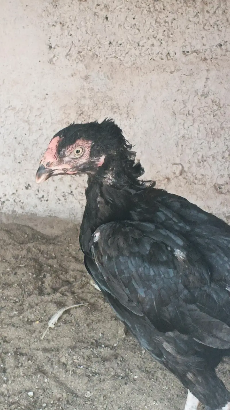 Aseel mushkil madi for sale — photo 2