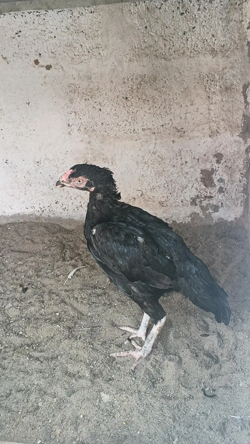 Aseel mushkil madi for sale — photo 3