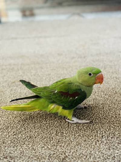 Alexandrine Parrot , ringnack , love birds astralion parrot