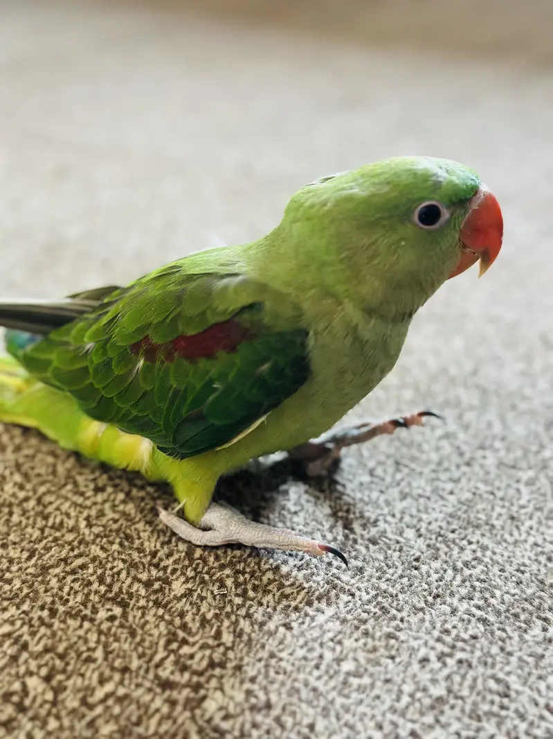 Alexandrine Parrot , ringnack , love birds astralion parrot — photo 2