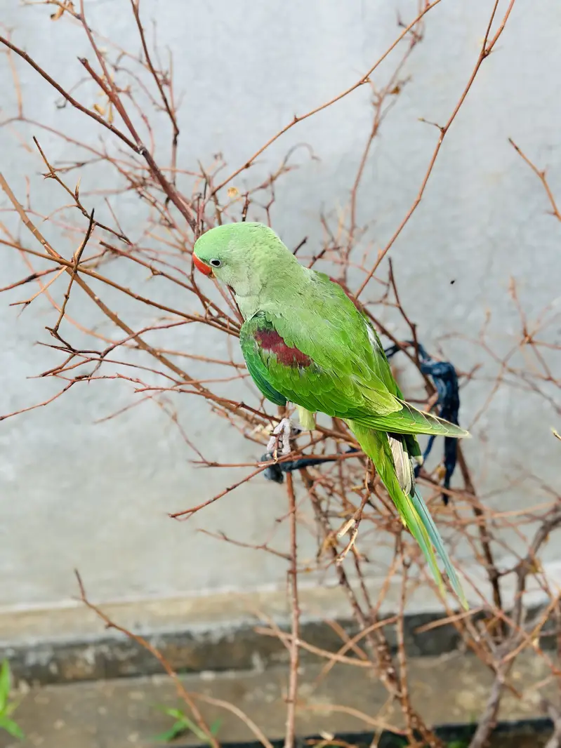 Alexandrine Parrot , ringnack , love birds astralion parrot — photo 3