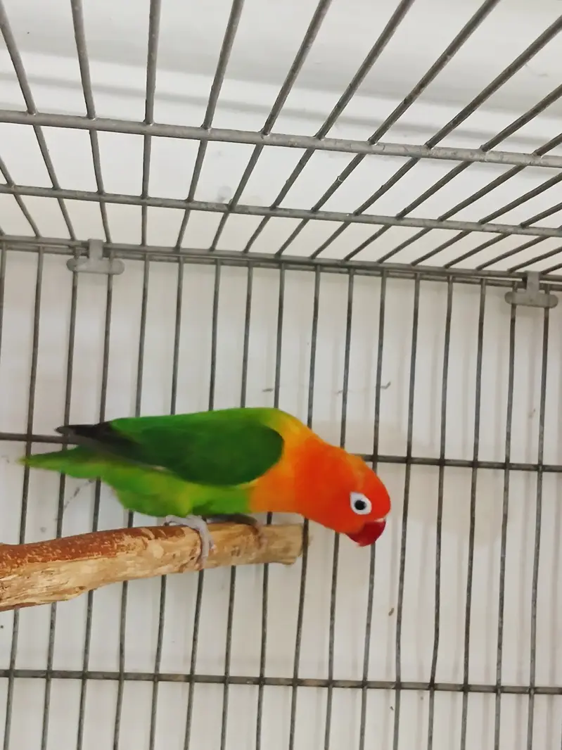 Alexandrine Parrot , ringnack , love birds astralion parrot — photo 4