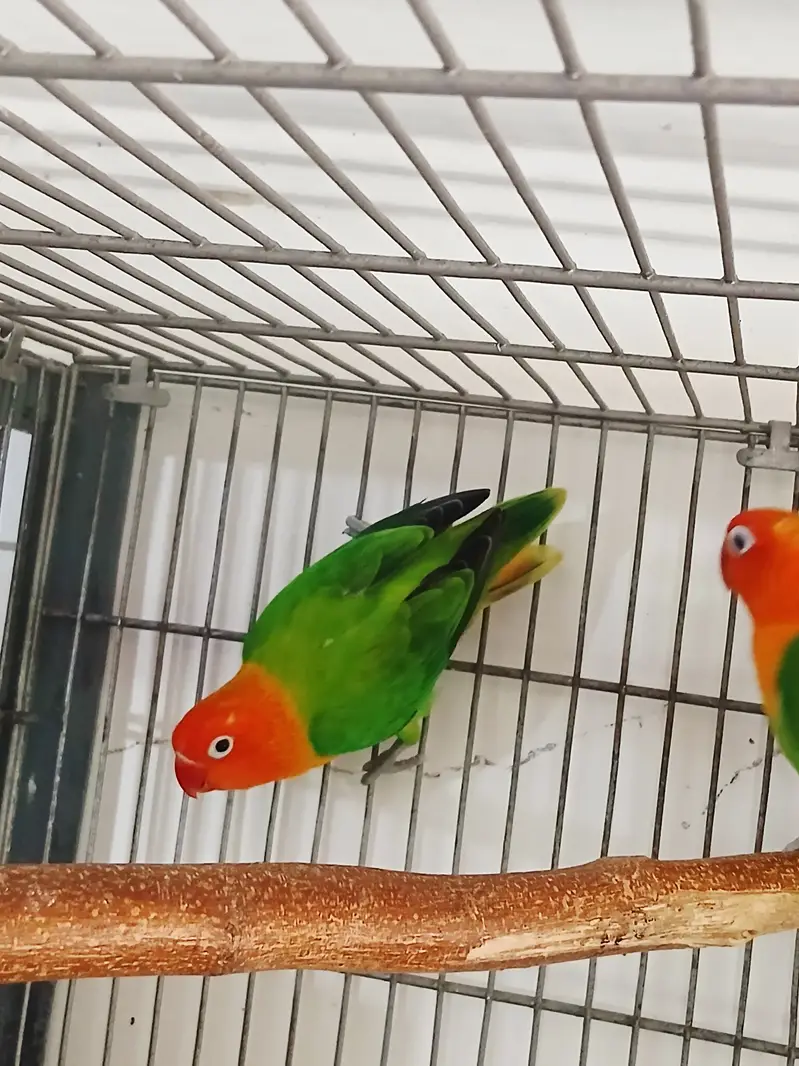Alexandrine Parrot , ringnack , love birds astralion parrot — photo 5