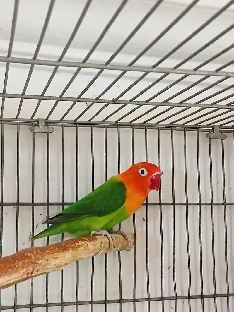 Alexandrine Parrot , ringnack , love birds astralion parrot — photo 6