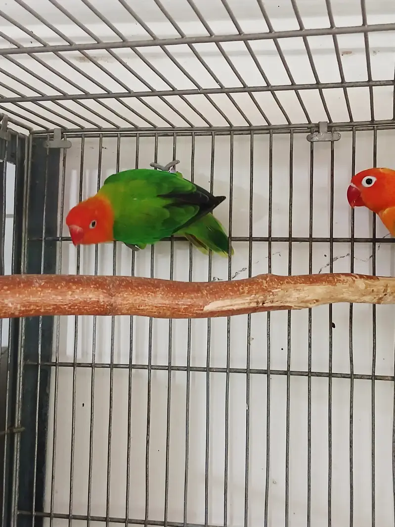Alexandrine Parrot , ringnack , love birds astralion parrot — photo 7