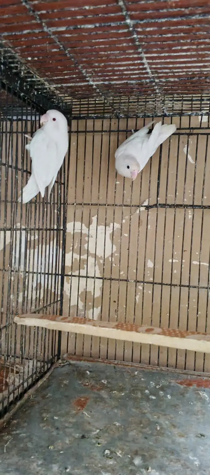 Love Birds red eye male split female black eye — photo 2