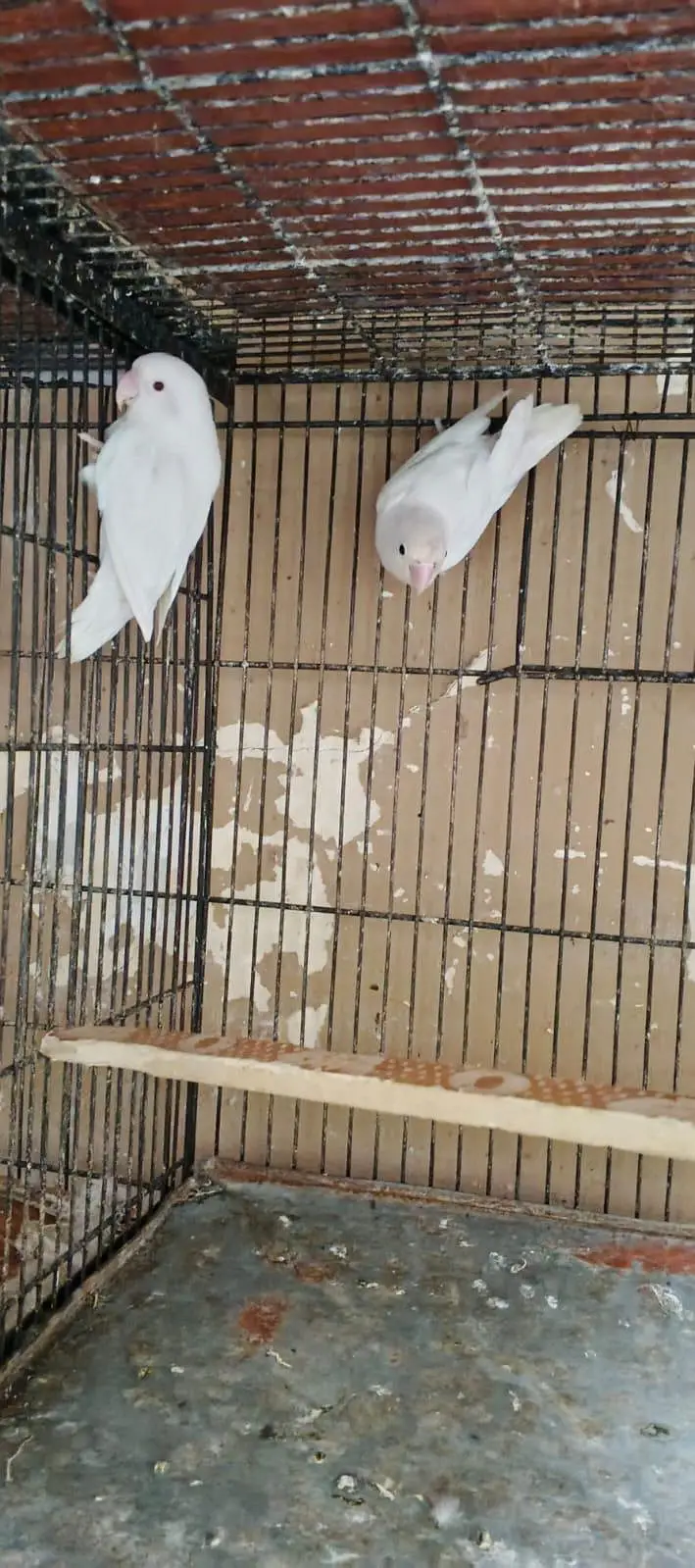 Love Birds red eye male split female black eye — photo 3