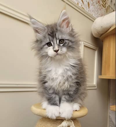 IMPORTED MAINE COONS & BRITISH SHORT HAIR AVAILABLE