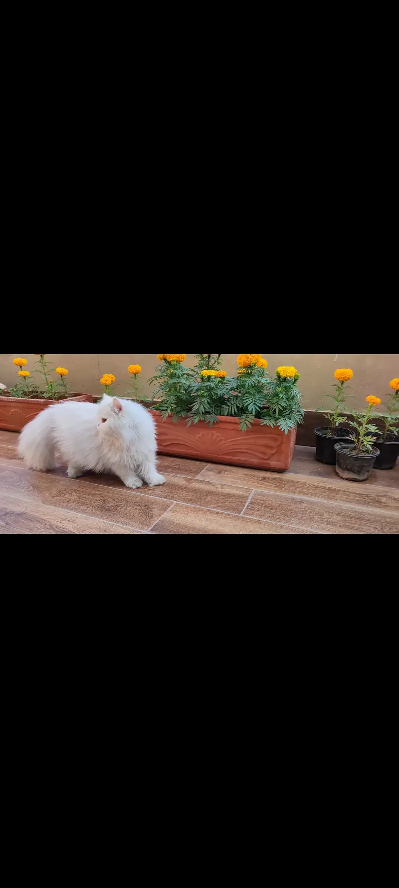 Persian cat ( male, triple coat) semi punch face — photo 2
