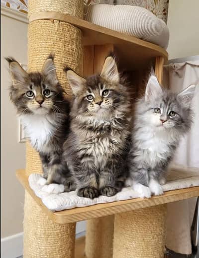 IMPORTED MAINE COONS & BRITISH SHORT HAIR AVAILABLE