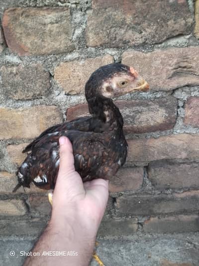 Pure Breed Aseel  Pair 3 Month Jawan | Active & Healthy | Rawalpindi