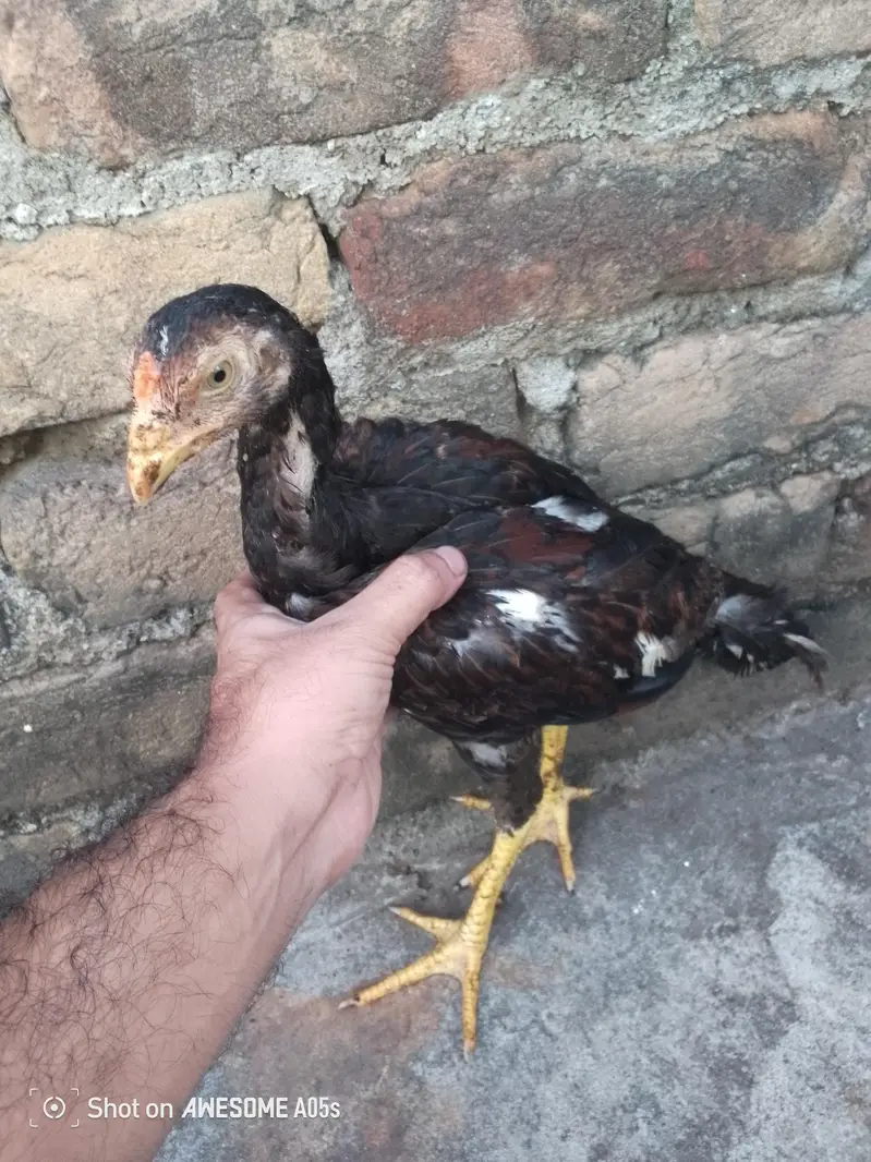 Pure Breed Aseel  Pair 4 Month Jawan | Active & Healthy | Rawalpindi — photo 2