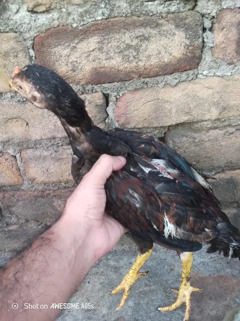Pure Breed Aseel  Pair 4 Month Jawan | Active & Healthy | Rawalpindi — photo 3