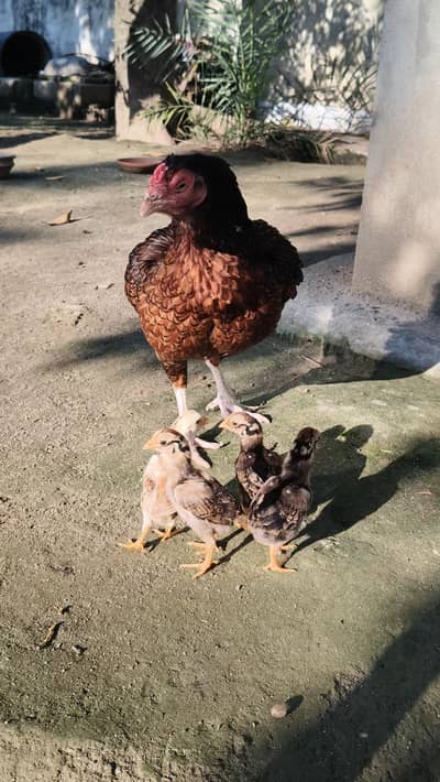 Aseel Murghi with chicks