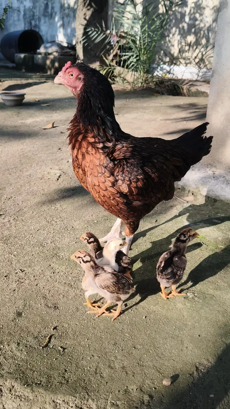 Aseel Murghi with chicks — photo 2