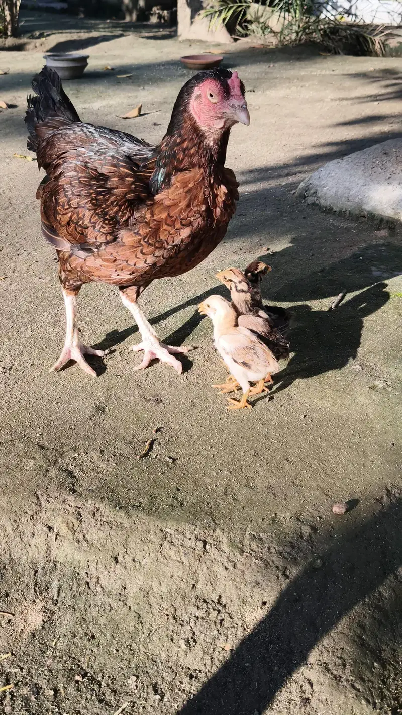 Aseel Murghi with chicks — photo 3