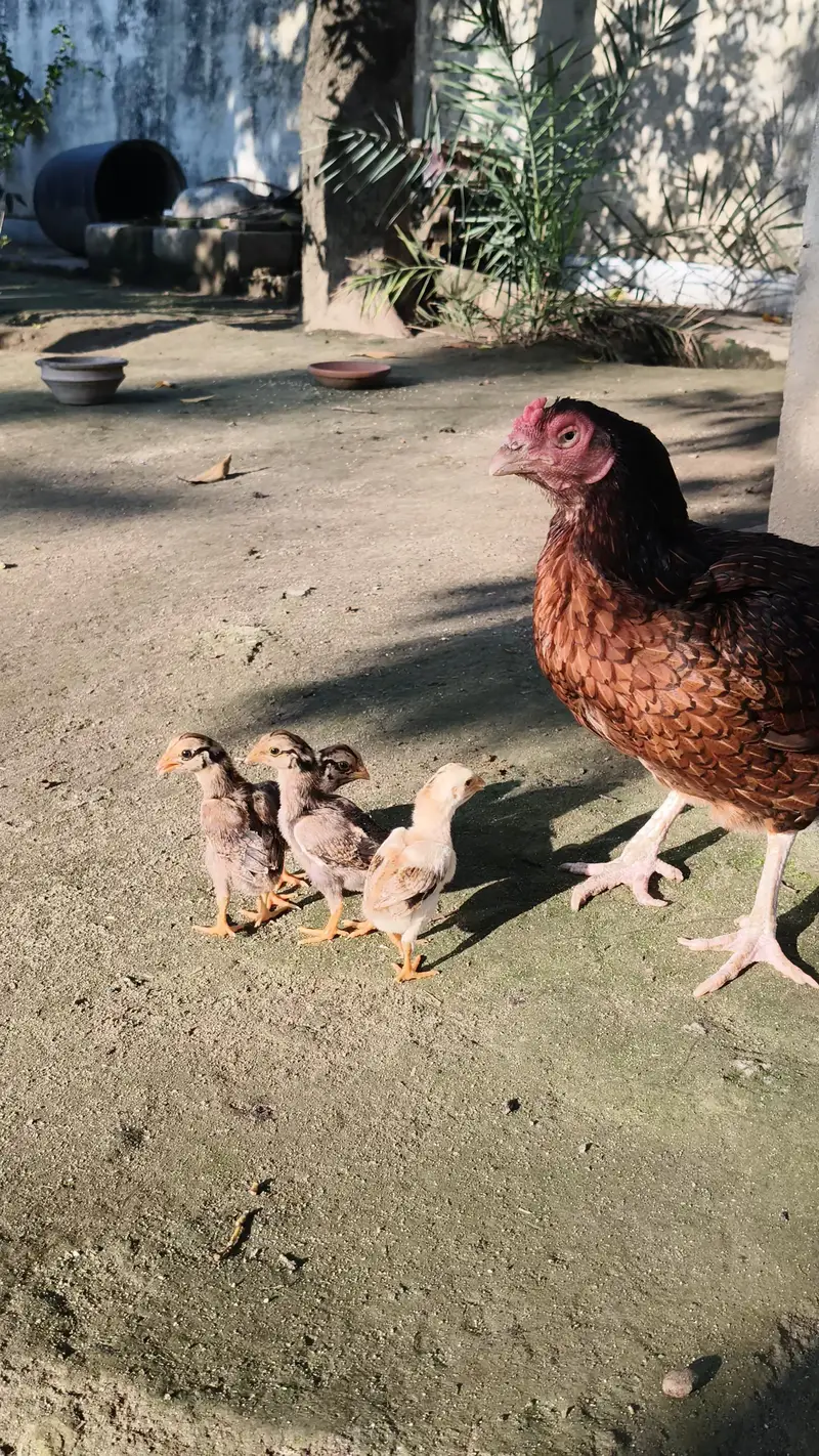 Aseel Murghi with chicks — photo 4