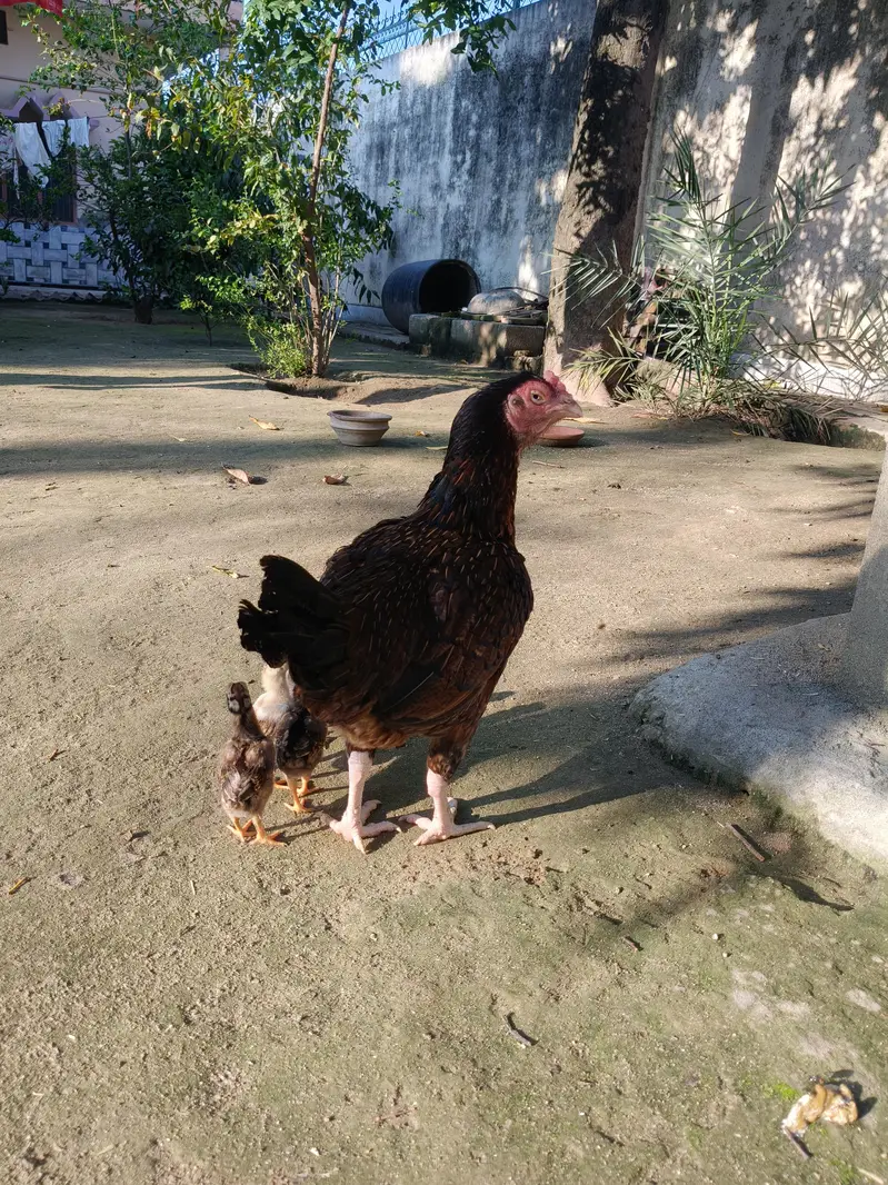 Aseel Murghi with chicks — photo 5