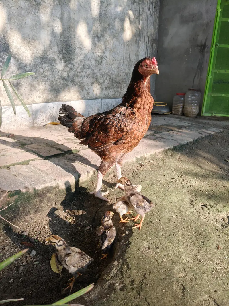 Aseel Murghi with chicks — photo 6